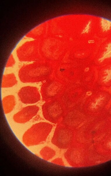 Magnified stem cells under a microscope