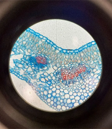 Magnified stem cells under a microscope