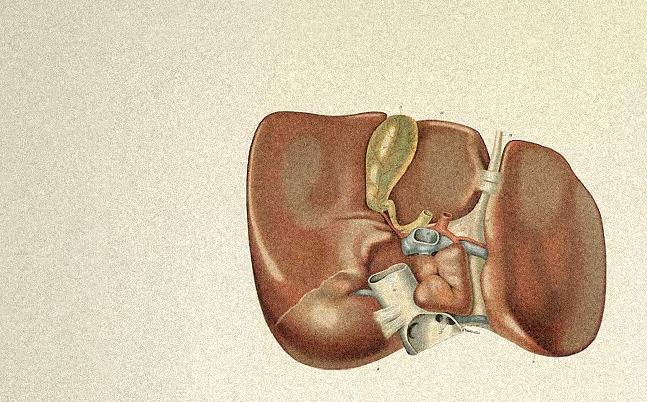 Anatomical illustration of the liver and gallbladder