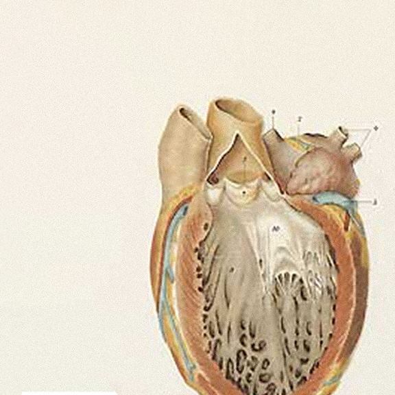 Anatomical illustration of the heart