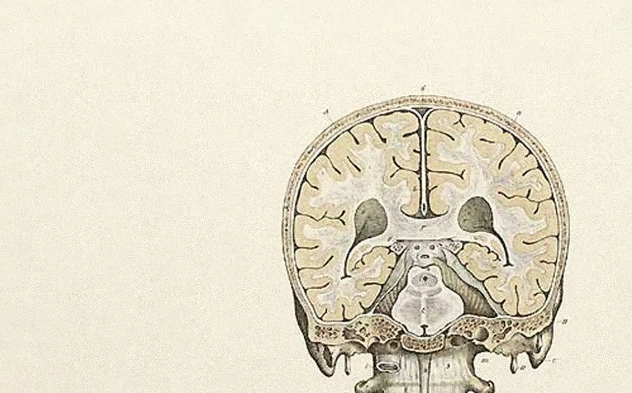 Anatomical illustration of a brain in cross-section