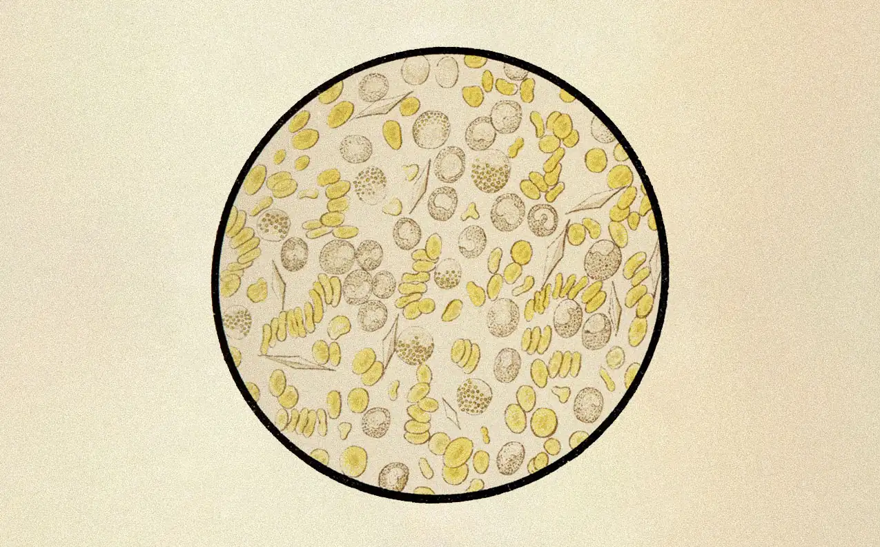Microscope view of differentiating cells