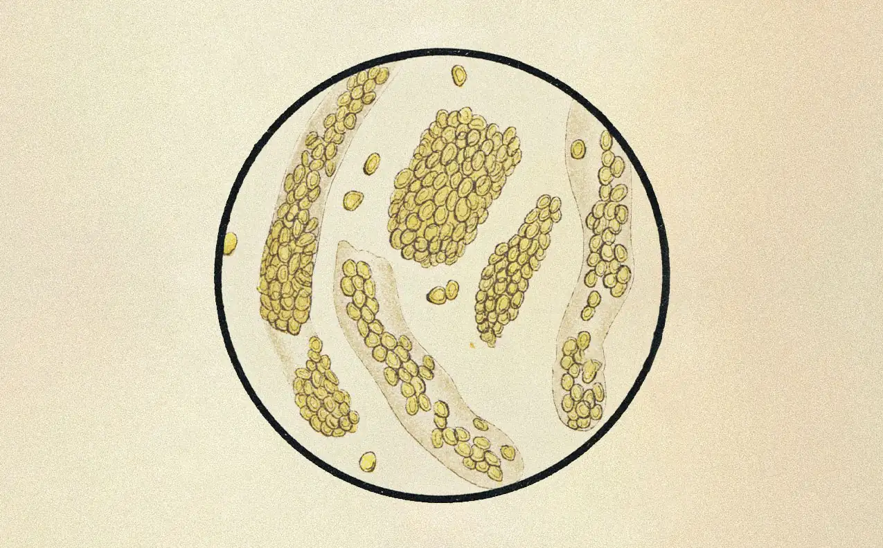 Microscope view of immune cells