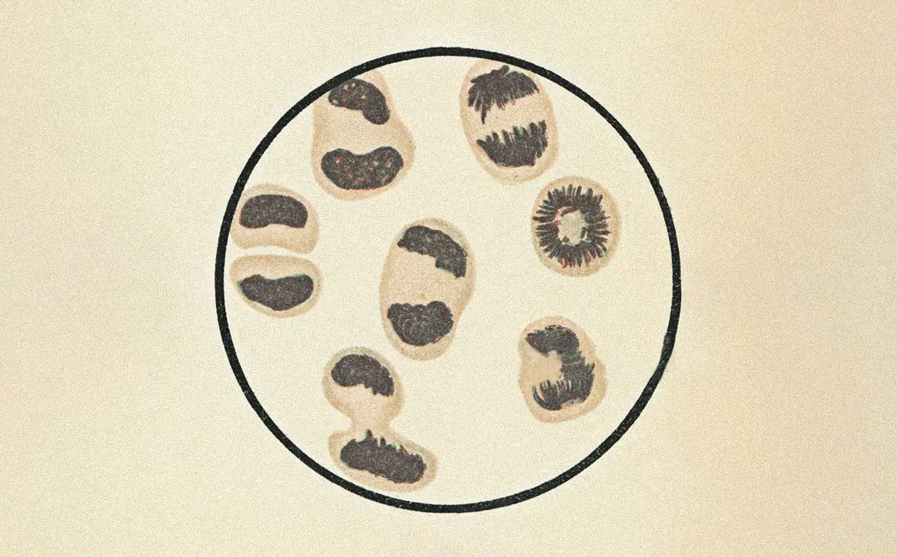 Microscope illustration of dividing cells