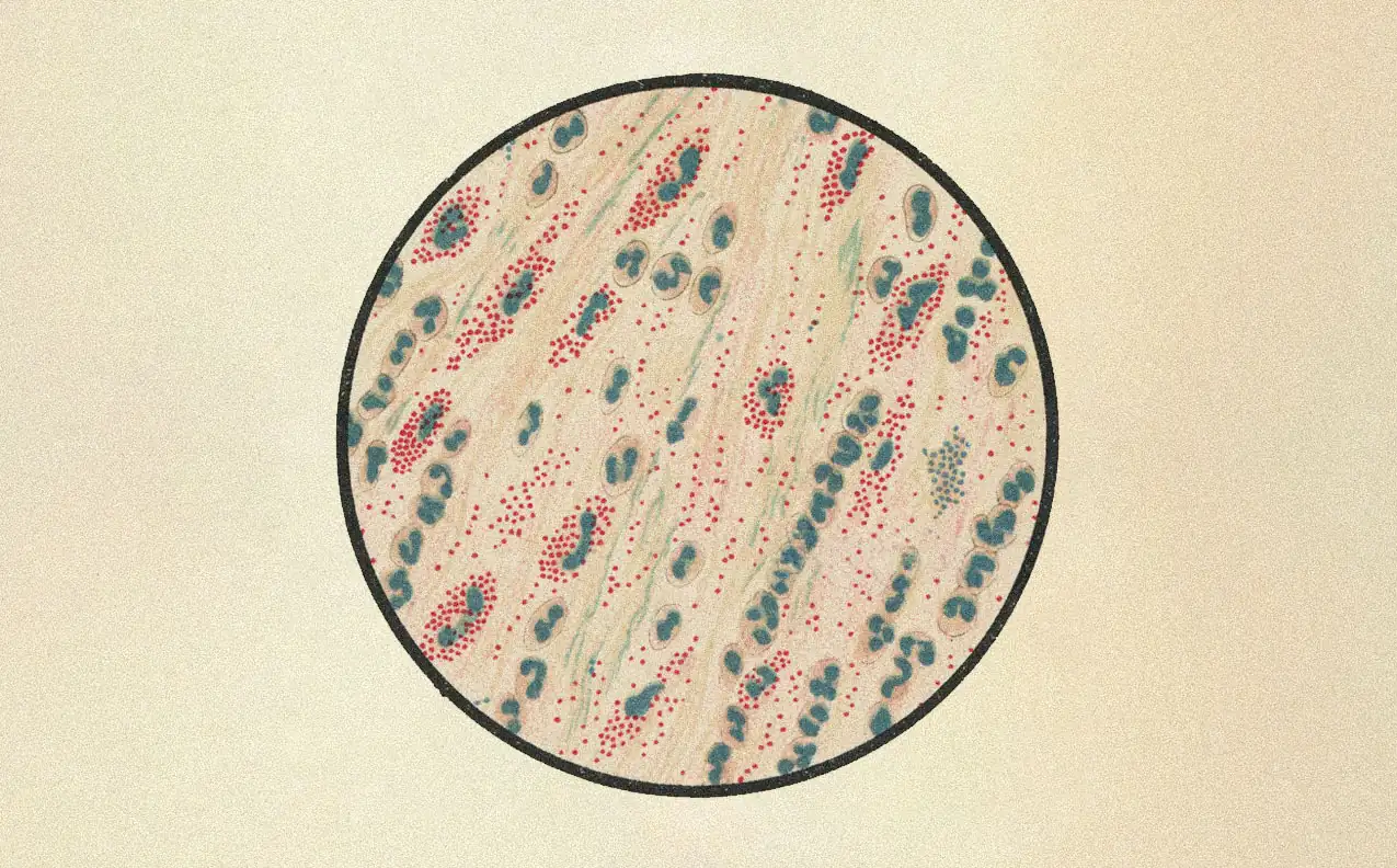 Microscope illustration of new blood vessels