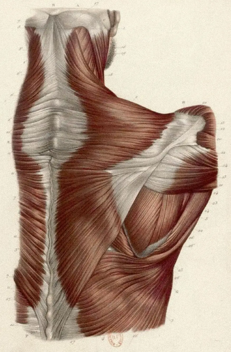 Anatomical illustration of back and shoulder musculature
