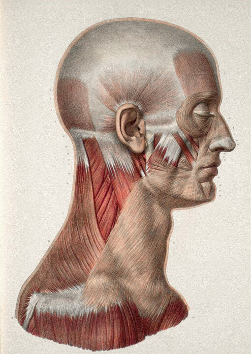 Anatomical illustration of the head and neck musculature