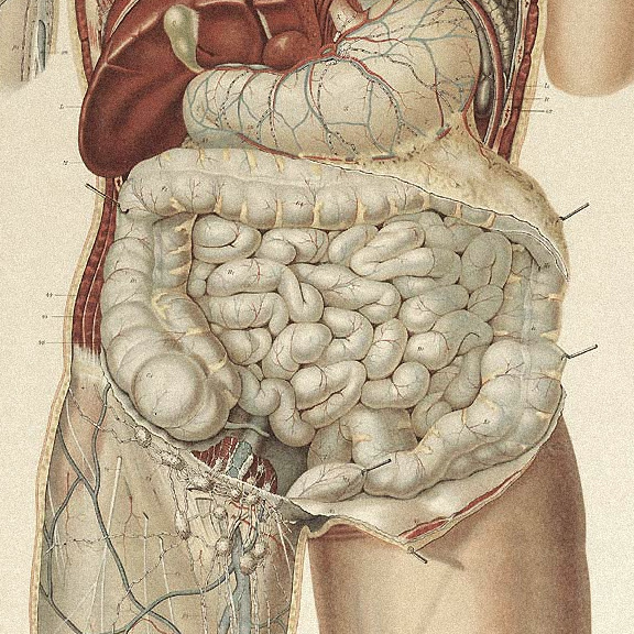 Anatomical illustration of the digestive tract