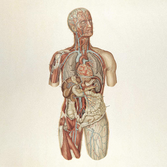 Anatomical illustration of the human body's circulatory system