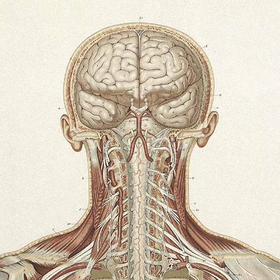Anatomical illustration of the head and cranial nerves