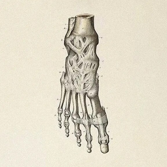 Anatomical illustration of the bones of the foot