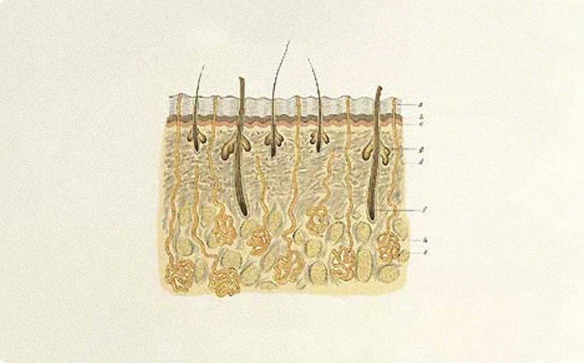 Anatomical illustration of the skin and hair follicle