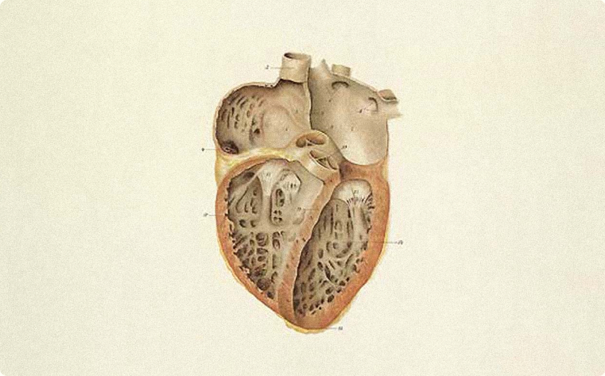 Anatomical illustration of the heart