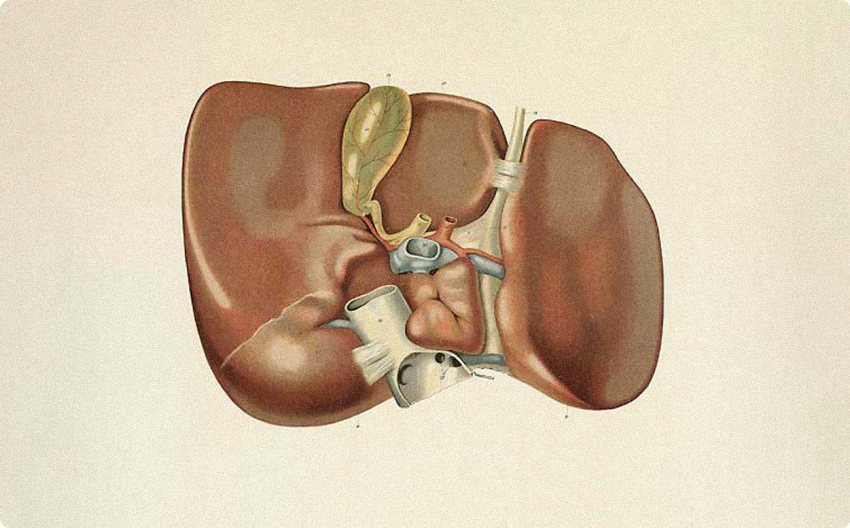 Anatomical illustration of the liver
