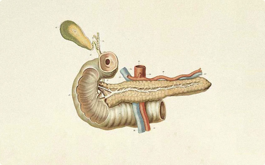 Anatomical illustration of the pancreas and digestive organs