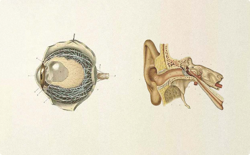 Anatomical illustration of the eye