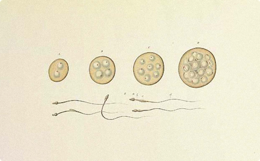 Anatomical illustration of the reproductive system