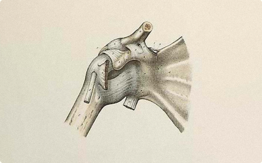 Anatomical illustration of a shoulder joint