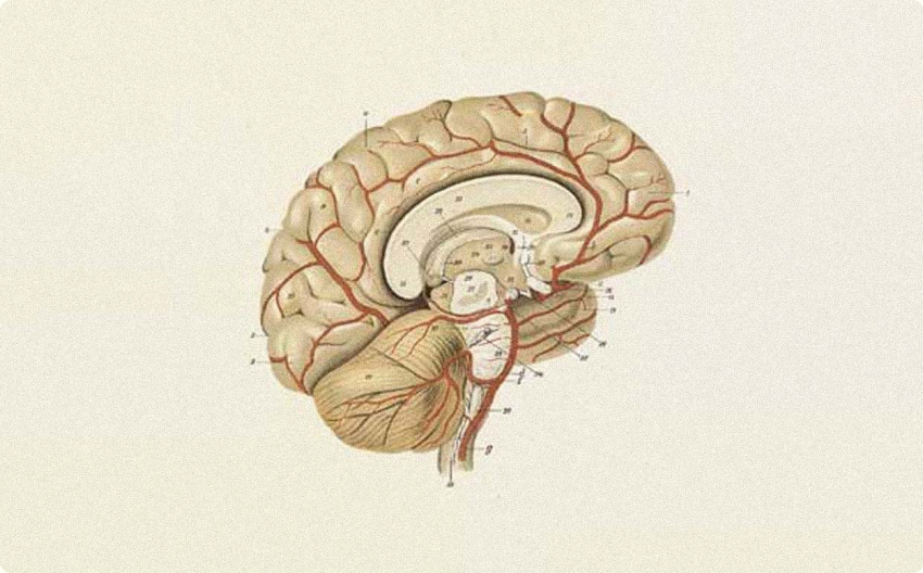 Anatomical illustration of the brain