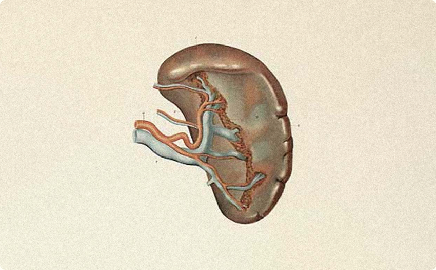Anatomical illustration of the kidneys