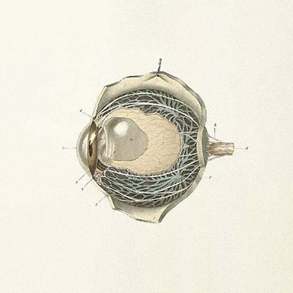 Anatomical illustration of the eye and optic nerve