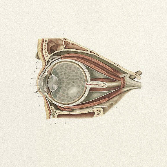 Anatomical illustration of the retina and macula