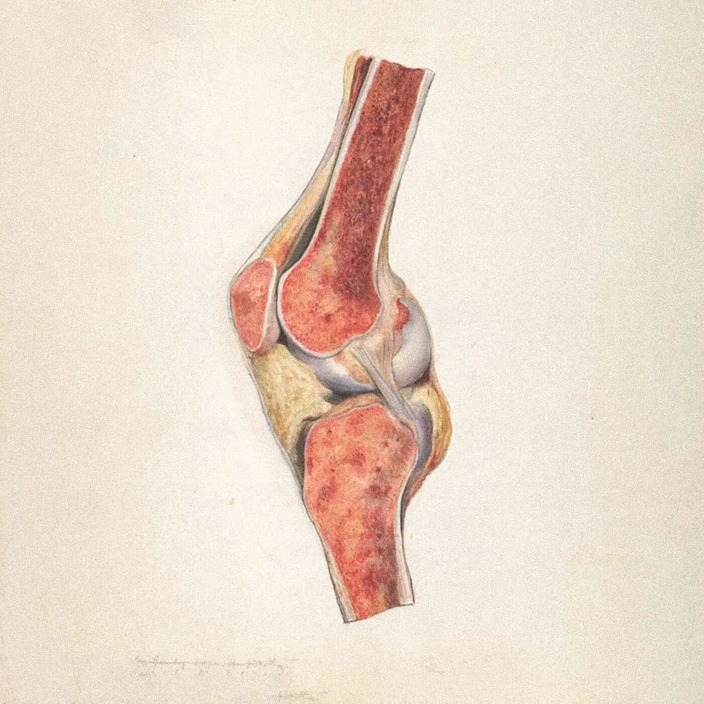 Anatomical illustration of ligaments and tendons