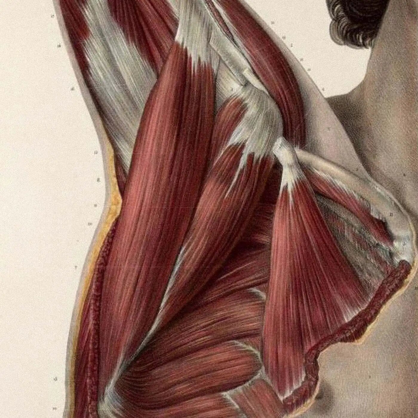 Anatomical illustration of the rotator cuff