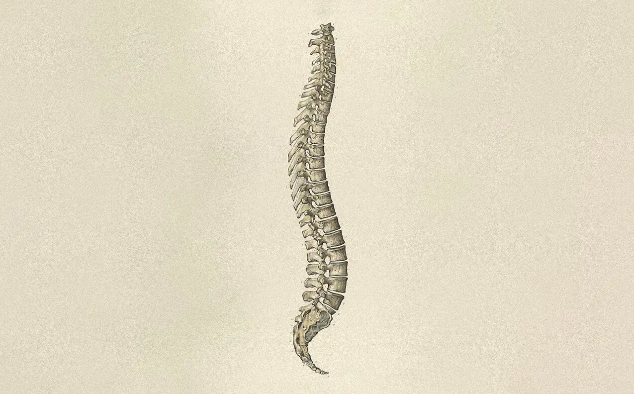 Anatomical illustration of the spine and intervertebral discs