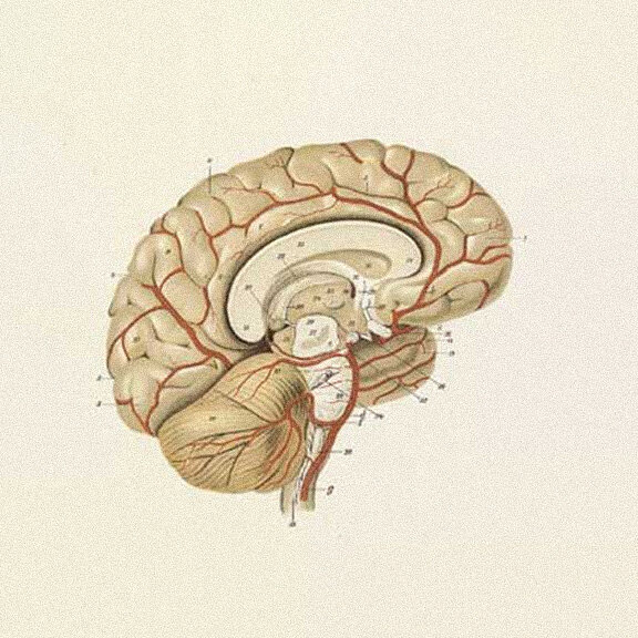 Anatomical illustration of neural pathways