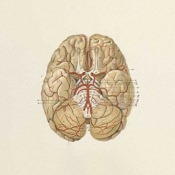 Anatomical illustration of the brain's dopamine pathways