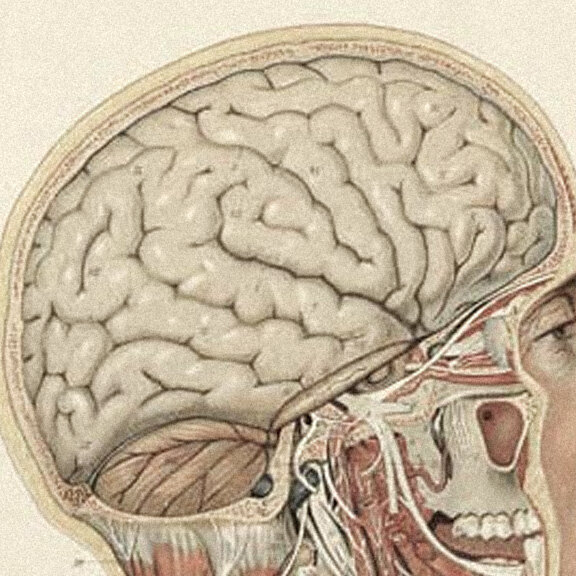 Anatomical illustration of the brain's blood supply