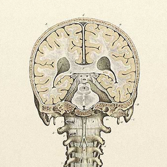 Anatomical illustration of the skull and brain