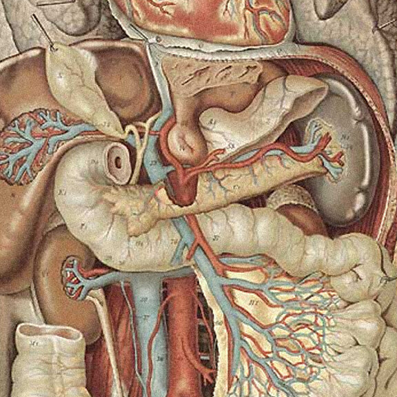 Anatomical illustration of pancreatic islet cells