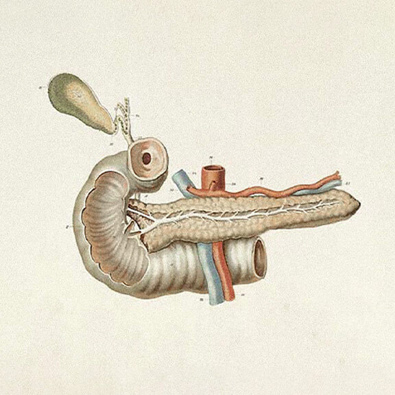 Anatomical illustration of the pancreas
