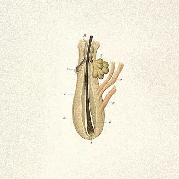 Anatomical illustration of a hair follicle