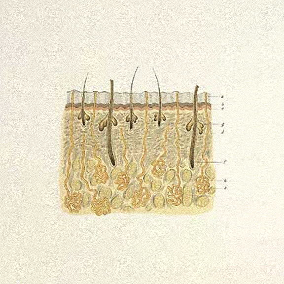 Anatomical illustration of the layers of the skin